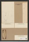 Chaetoceros lorenzianus Grun. (de-Toni-Nr.: Genus 149, Species 4127) Zeichnungen Sammlung Grunow Nr. 7676 (NHMW-BOT-W0376872)